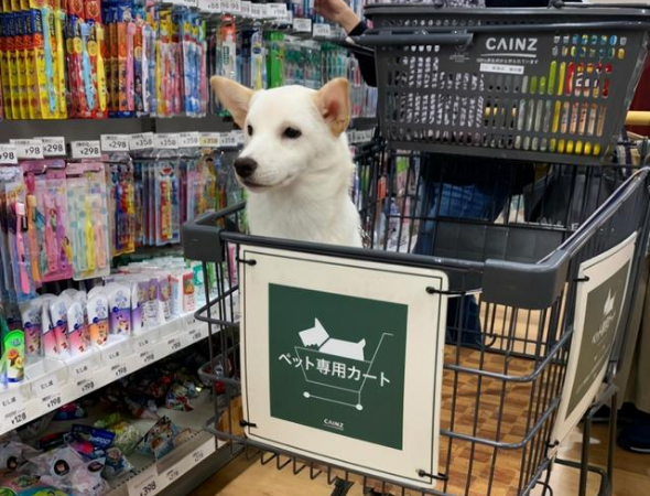 柴犬偏爱哥哥，连脚丫子都不放过！这样睡觉更香！