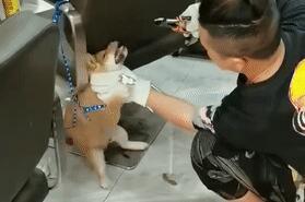 小柴犬被活活拔掉牙齿后，施虐者：我是一个很喜欢狗的人…