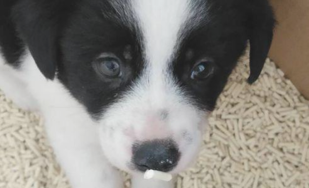 流浪犬黏着女生不离去，硬要和她回家，没想到给它洗洗澡后长相翻番
