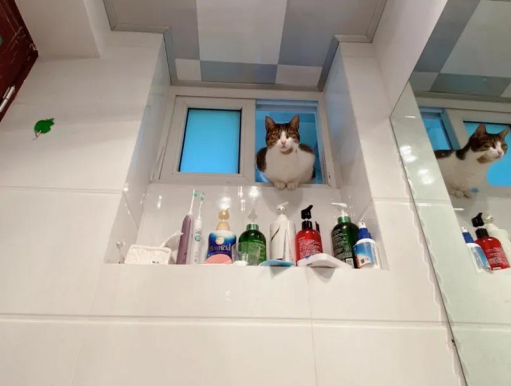 家里猫主子居然是个LSP，连洗澡、上厕所都要跟着！