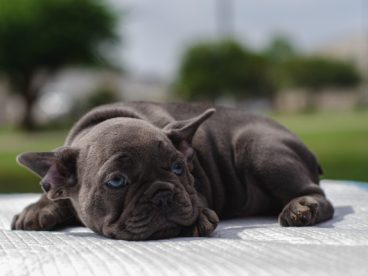 黑色可爱斗牛犬图片