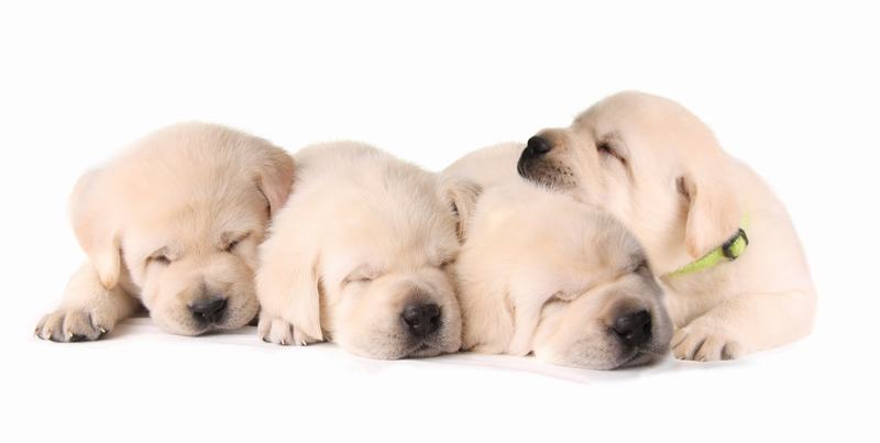 英国斗牛犬品种介绍：独特魅力与忠诚伙伴