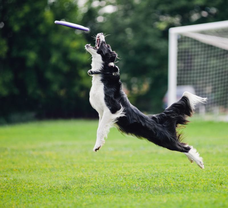 狂野之子：寻血猎犬的独特魅力