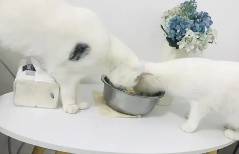 网友养了一只猫，偷吃零食被主人发现后，做出了这举动！