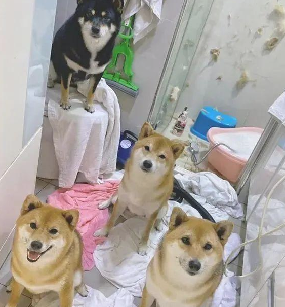 小伙对决4只柴犬，洗洗澡，淋浴室称得上“竞技场”，场景极度混乱！