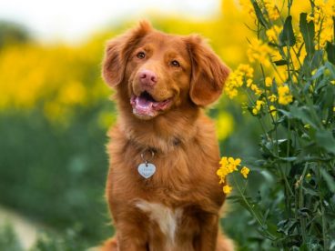 油菜花海金毛犬图片