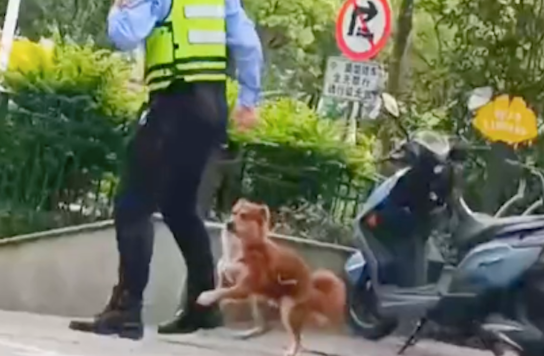 交警吹口哨拦电动车，流浪狗却抱着他的大腿不让走
