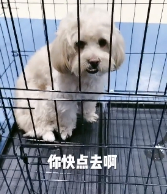 狗子不愿冼澡，主人取出杀手锏，狗子心态一百八十度变化