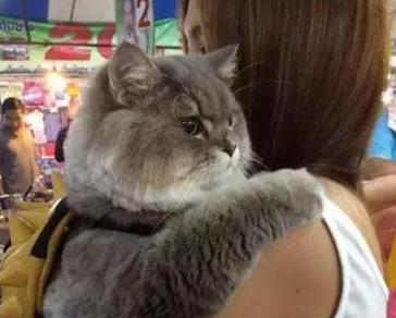 女主带胖猫逛街，遭路人围堵拍照，回家洗澡后笑喷：汤姆猫再世