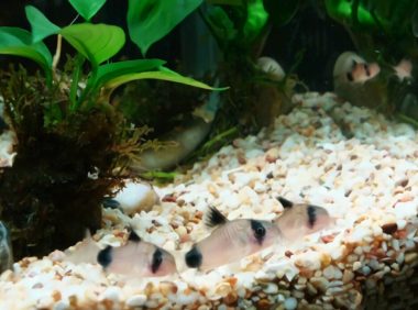 熊猫鼠身份信息