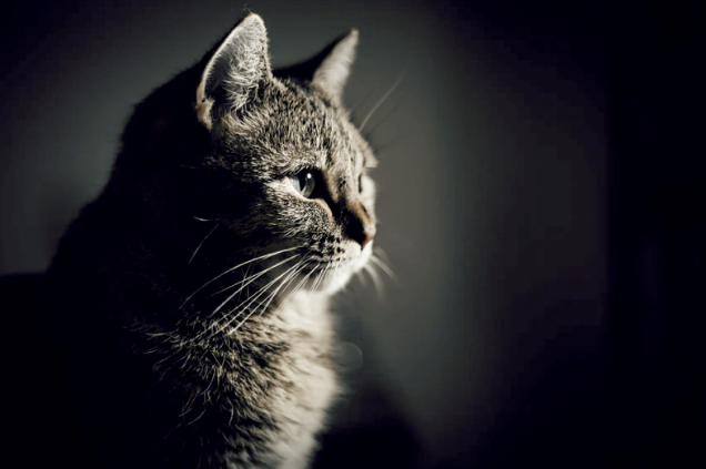 隐秘的宠物殡葬，猫猫狗狗们的死亡价码