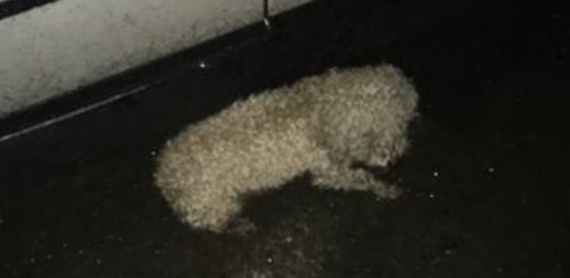 下雨天流浪狗被淋得直发抖，从宠物狗沦为到流浪狗，样子看见好可怜
