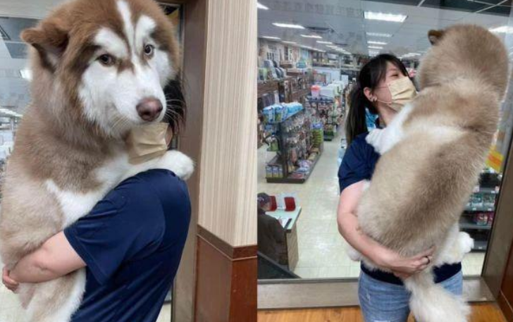 二哈去宠物店洗澡，迫不及待找美女店员要抱抱