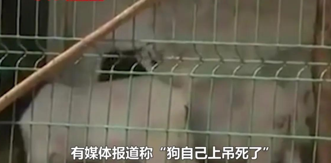 安徽一老太被邻家狗咬死，肇事狗竟“上吊自杀”？村主任回应亮了