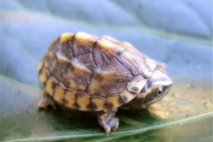 三弦巨型鹰嘴泥龟身份信息