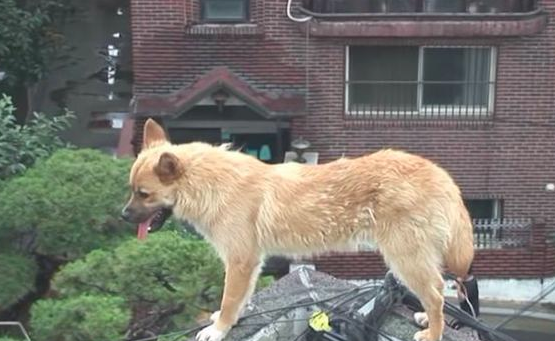 流浪犬立在楼顶围墙旁边，不许所有人挨近，掉下去时大家心都碎了