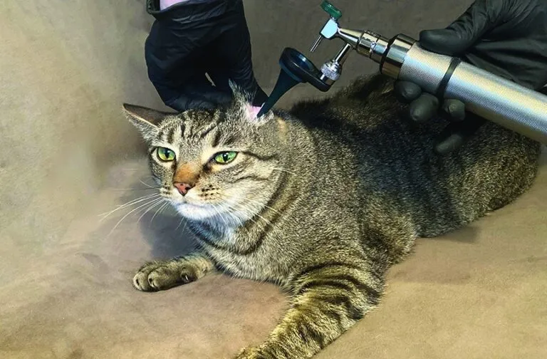 猫咪耳螨:症状、原因及治疗全攻略