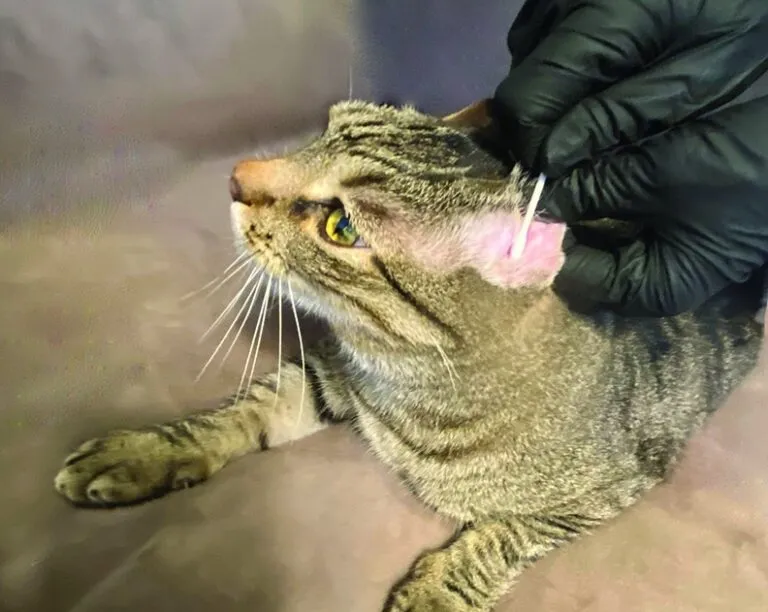 猫咪耳螨:症状、原因及治疗全攻略