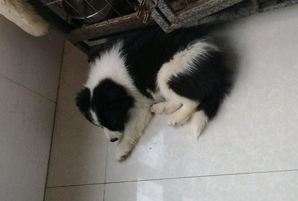 天寒地冻里捡到只流浪犬，见到它勤奋要讨好的样子，男孩儿于心不忍