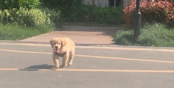 网友亲自给金毛做犬粮吃，它十分喜欢吃，每一次都能吃完