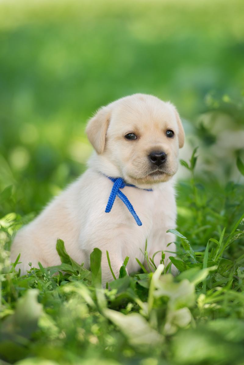 美国恶霸犬品种介绍：从外表到性格，了解这一强大的犬类