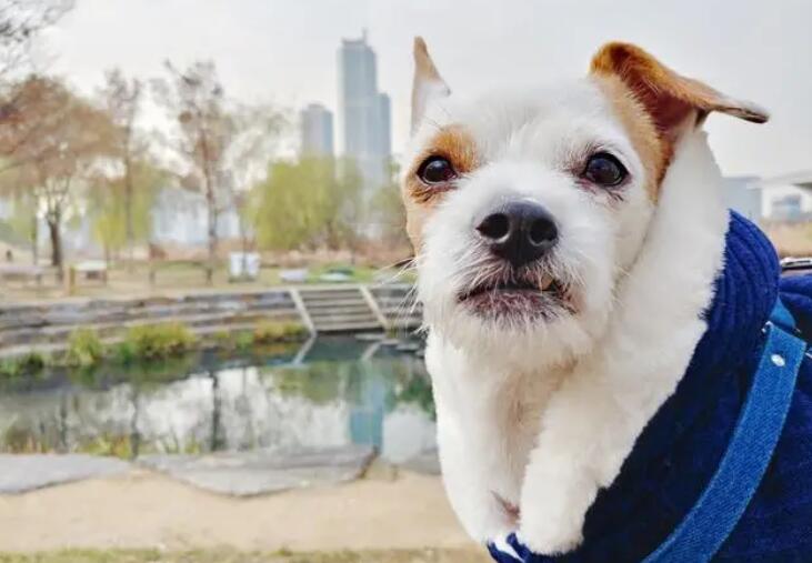 田园犬的逆袭，周游世界，高级餐厅吃饭，我第一次羡慕一只狗