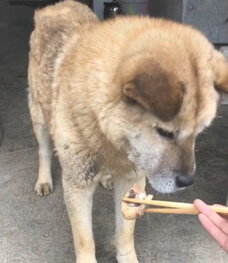 女子用木筷给土狗夹肉，它的反映却令人觉得戳心：太过懂事了