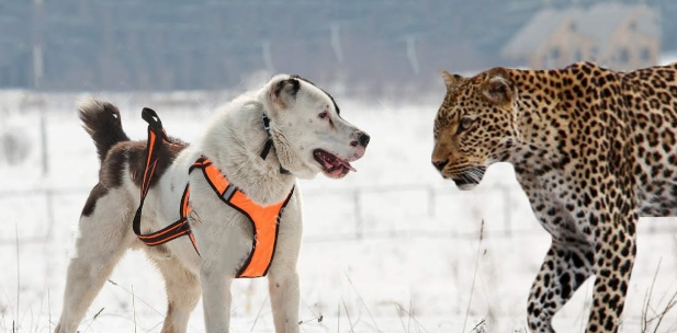 拥有狮子般心脏的猛犬，至今已有千年历史，血统神秘，已无从查找