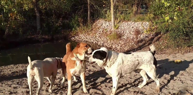拥有狮子般心脏的猛犬，至今已有千年历史，血统神秘，已无从查找
