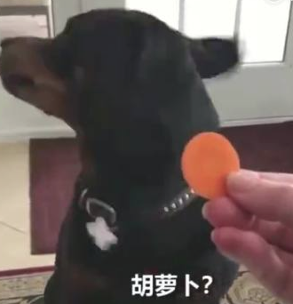 对奶酪片十分偏爱的狗狗，当主人给它箩卜时，这反映呆萌了