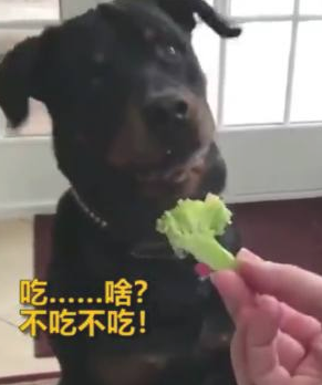 对奶酪片十分偏爱的狗狗，当主人给它箩卜时，这反映呆萌了