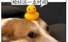 泉州一宠物店店员，被狗咬掉嘴唇！医生提醒：特殊部位被咬发生狂犬病概率更高
