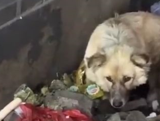 垃圾堆狗妈拼死护着自己才出生的孩子，谁也不让靠近