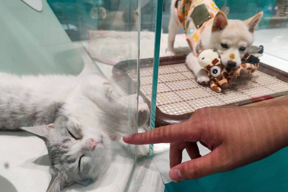 “520”猫狗热：比起爱情，更想给宠物花钱？