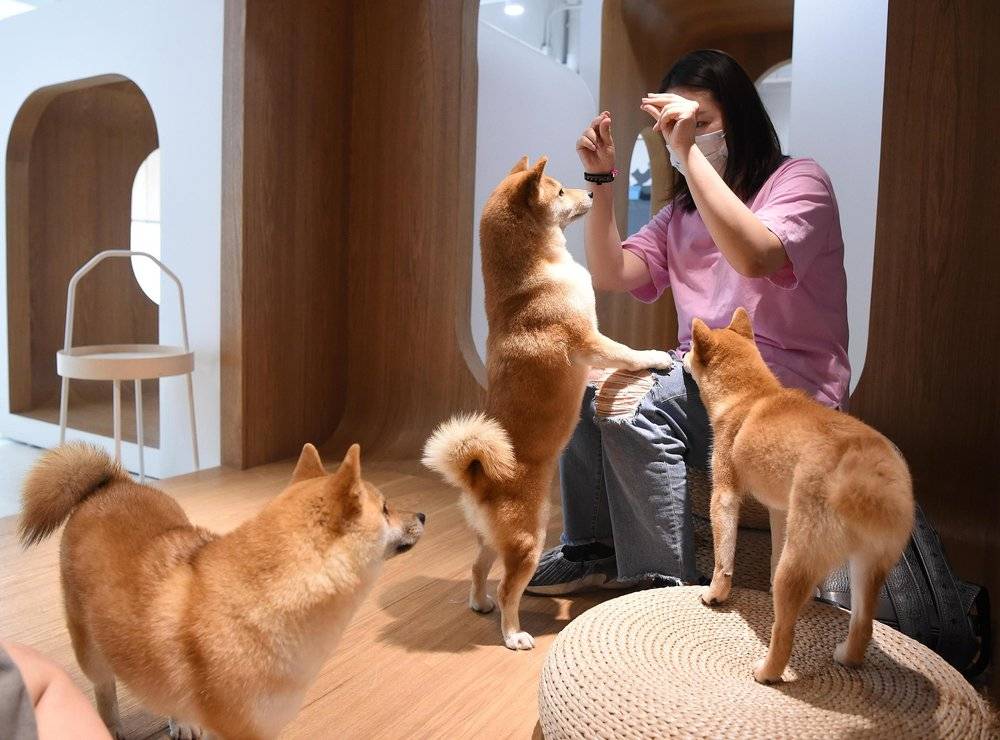 “520”猫狗热：比起爱情，更想给宠物花钱？