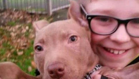 十二名壮汉从民宅捕走一只斗牛犬，只因有投诉听说这类狗很凶?