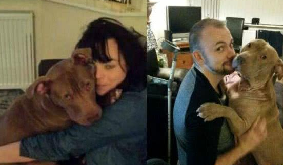 十二名壮汉从民宅捕走一只斗牛犬，只因有投诉听说这类狗很凶?