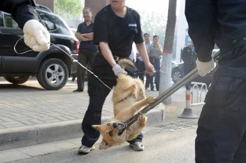 遛狗不清狗粪，济南将用人脸识别系统取证，路人可拍照举报