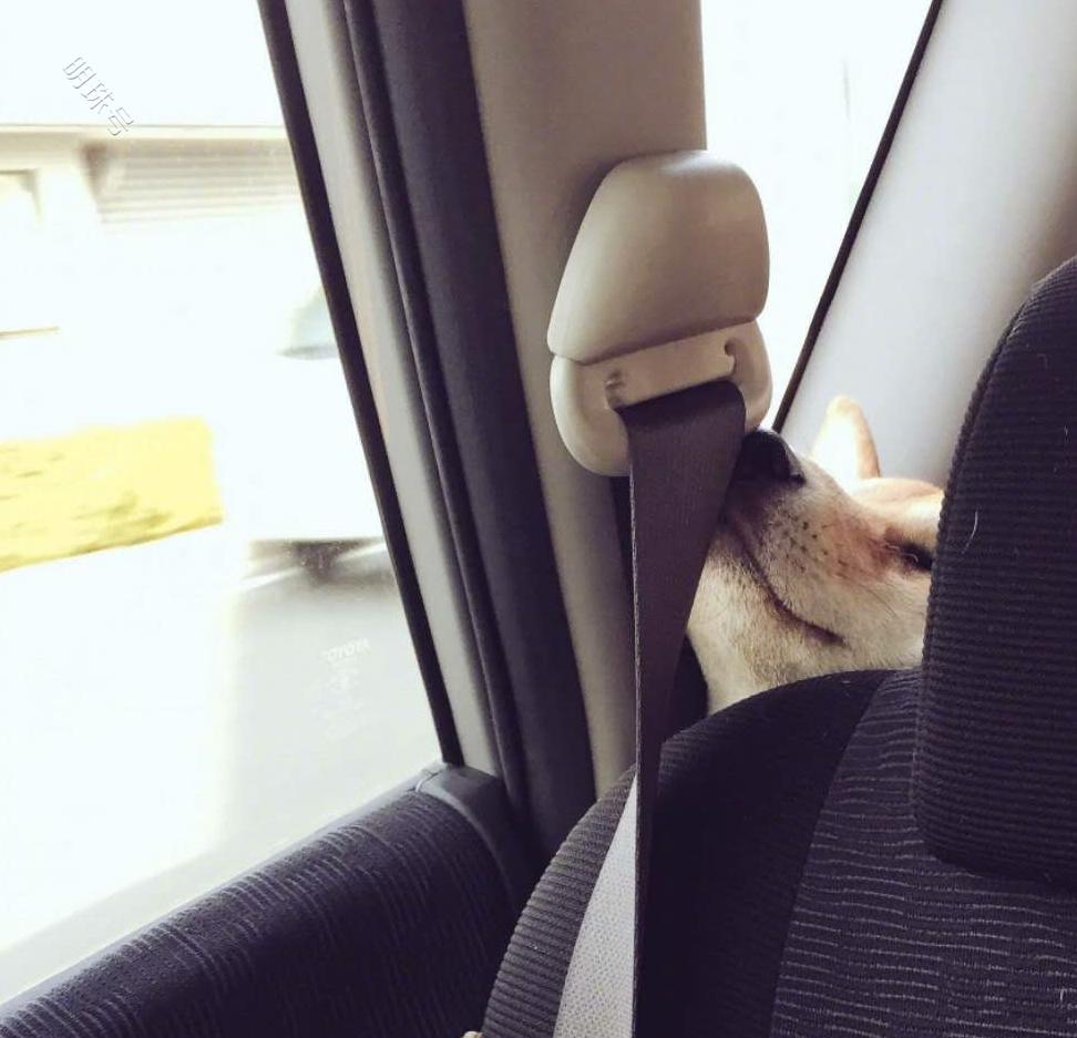 带柴犬去山地丘陵捕猎，柴犬发出咕嘟声，主人着急了