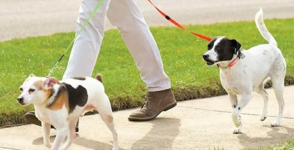狗咬人几千万赔得起?女员工因遛犬纠纷辱骂路人