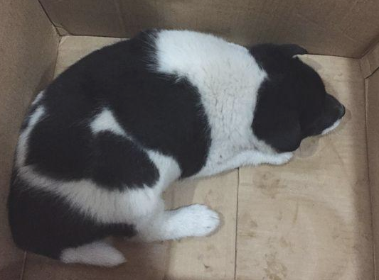 道上好心捡到只流浪犬,女生送去溜达时,殊不知差点酿出“大祸”