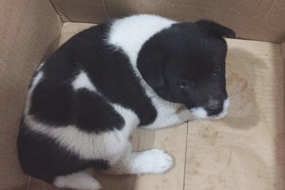 道上好心捡到只流浪犬，女生送去溜达时，殊不知差点酿出“大祸”