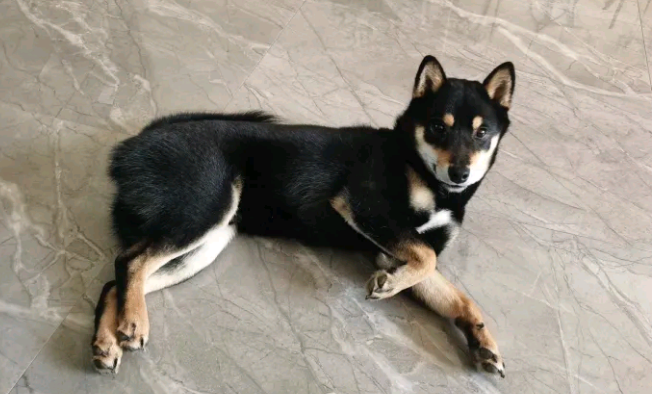 趁柴犬晚上睡觉吃点“独食”，結果被发觉了，狗：因为我吃