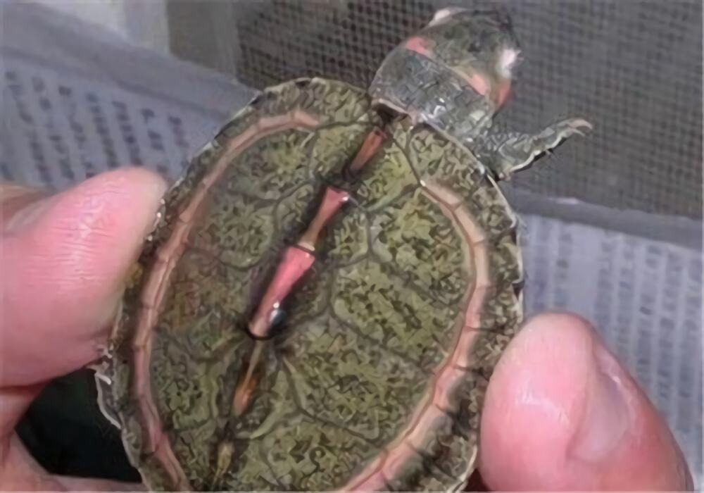 粉红圈锯背龟身份信息