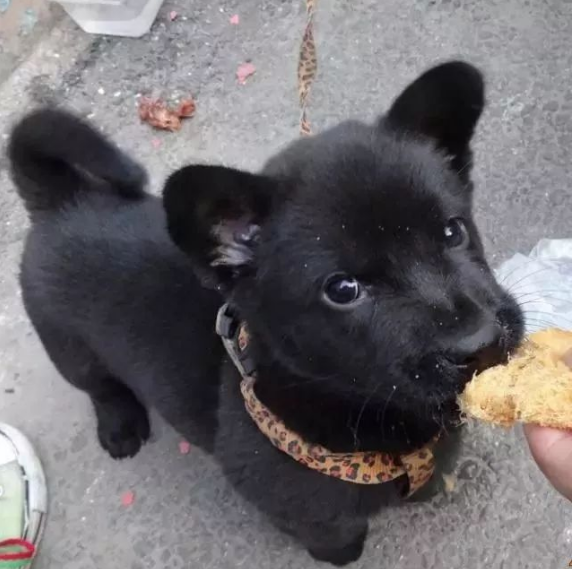 刚出生不久的小土狗，就在菜市场等待出售