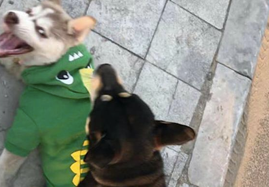 哈士奇和柴犬打架斗殴，每一张照片全是表情包，二哈：搞笑幽默我从未输过