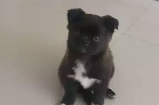 道上捡到只小流浪犬，带到家中后家人也不看中，女生却执意要收留