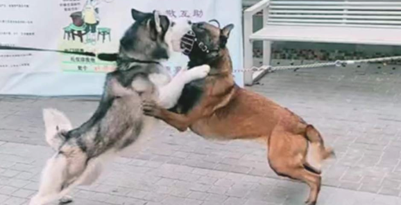 比特犬把哈士奇摁在街边暴揍,警员用电击棍都不起作用,摄像镜头纪录整个过程