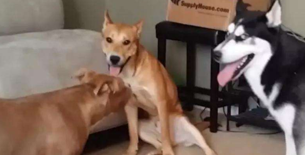 比特犬把哈士奇摁在街边暴揍,警员用电击棍都不起作用,摄像镜头纪录整个过程
