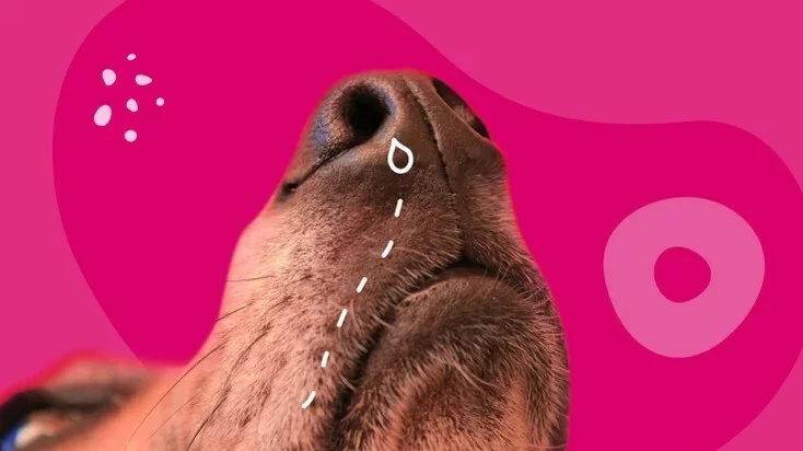 为什么我的狗狗鼻子出血？8 种可能的原因